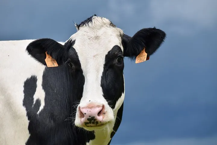 Производство молока в Кабардино-Балкарии увеличилось на 3,6% в 2021 году 